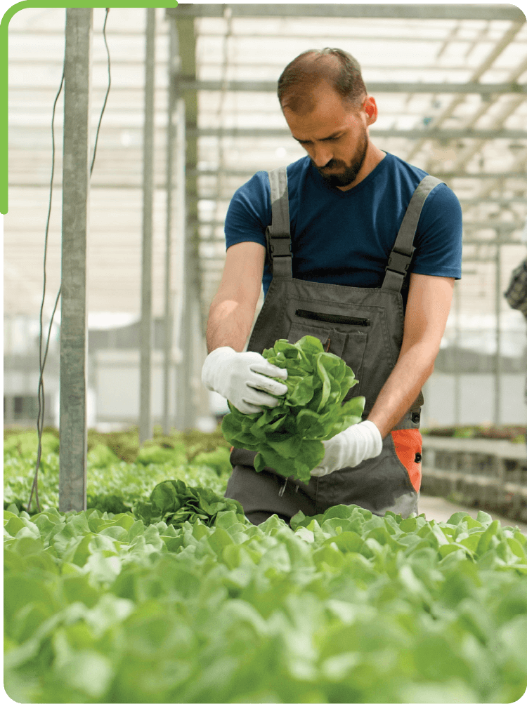 Farmer looking a lettuce crops in an indoor greenhouse
