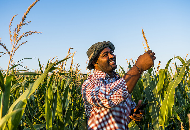 A farmer assessing wheat crops in a field before DNA analysis