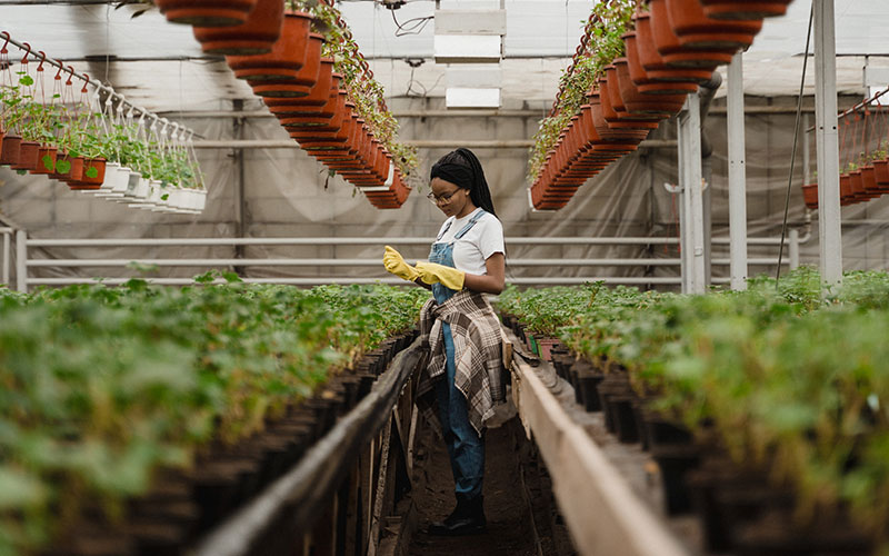 A female agriculturalist looking at plants in