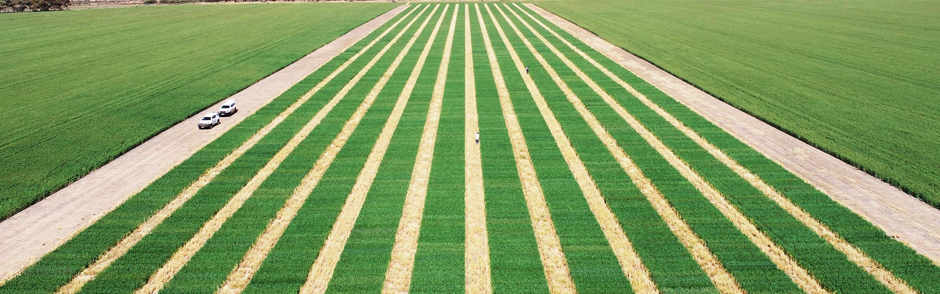 DArT IP Protection IP plant variety protection