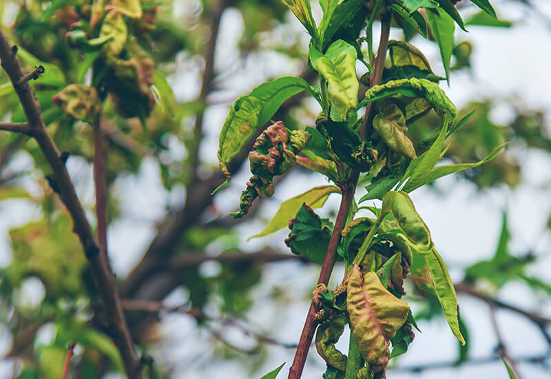 Image of a tree and leaf sample that can be used for gene tagging and cloning