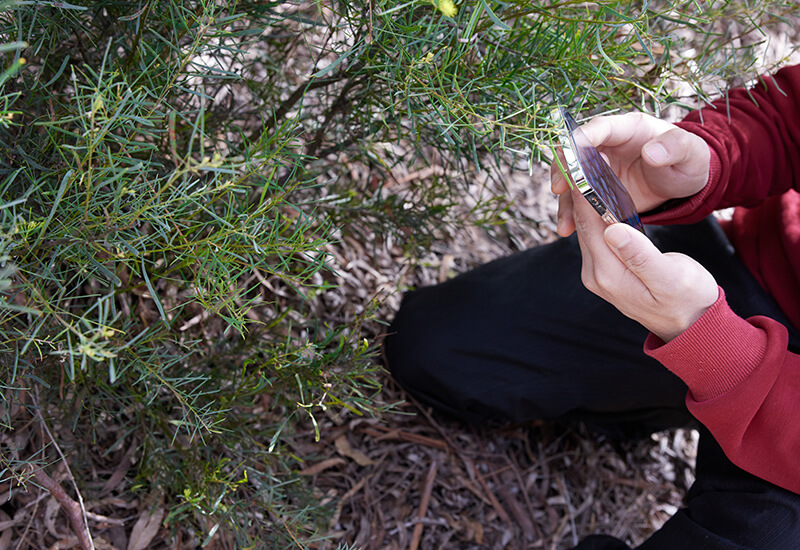 A man using a mobile to collect data in the field for ecology research using the KDSmart application