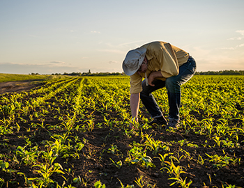 A farmer standing in his fields assessing his crops