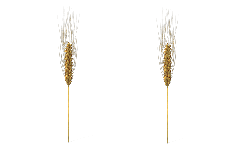 Wheat samples compared for genomic IP protection services